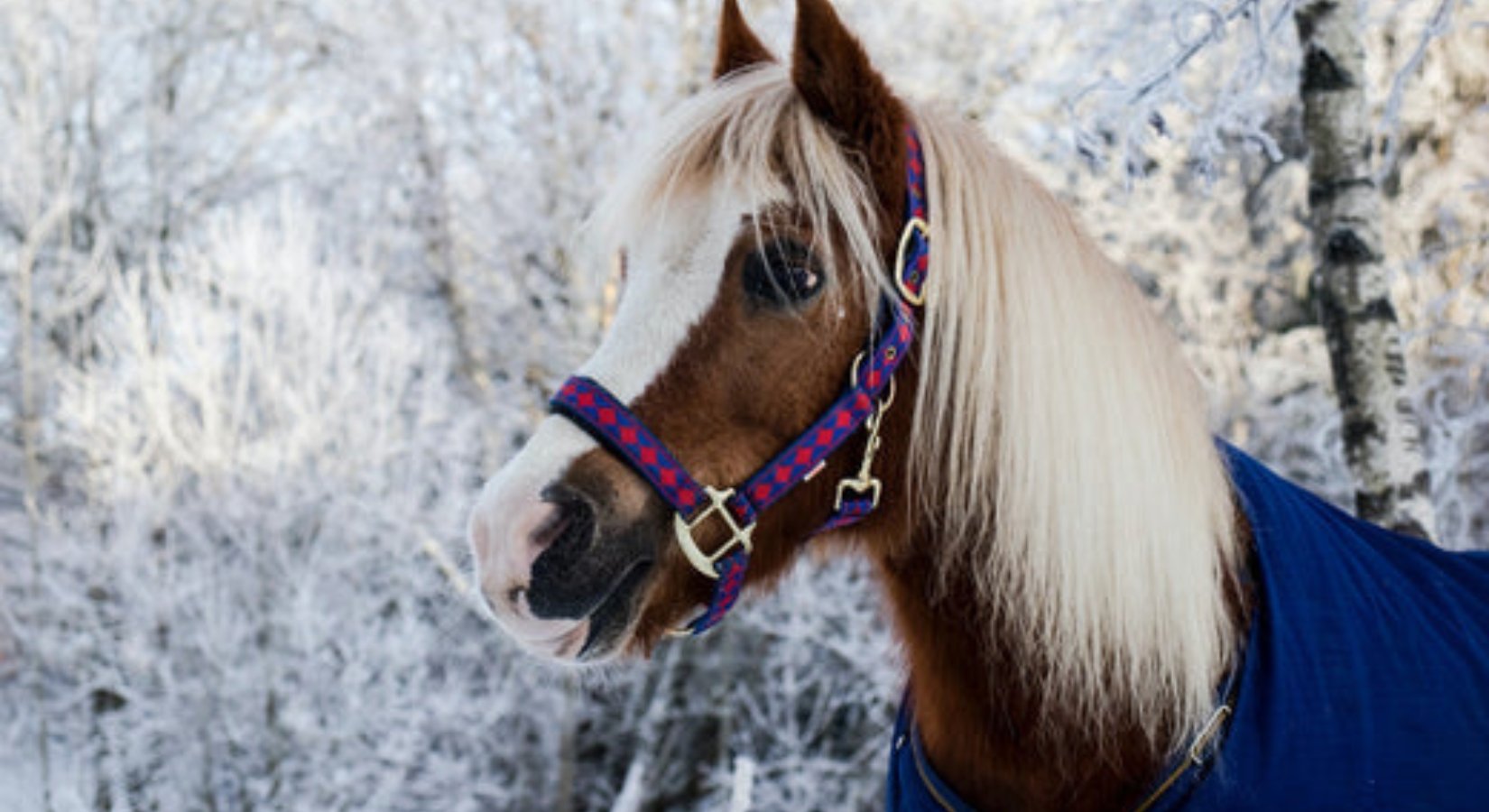 Bathing A Horse In The Winter: How To Keep Your Equine Warm And Clean - Horse Cleaning Masters Of Shampoos ™
