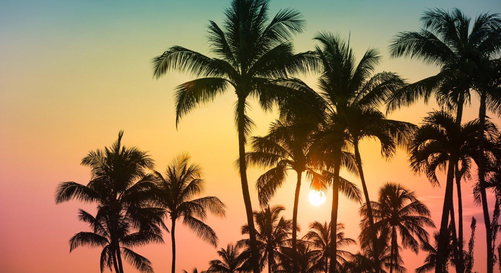Experience a Tropical Escape with Our New Tropical Glow Horse Shampoo - Horse Cleaning Masters Of Shampoos ™