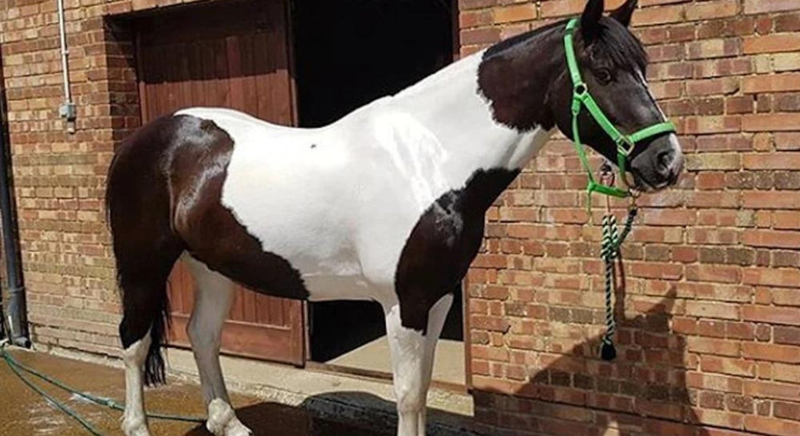 Guide To Horse Shampoos - Horse Cleaning Masters Of Shampoos ™