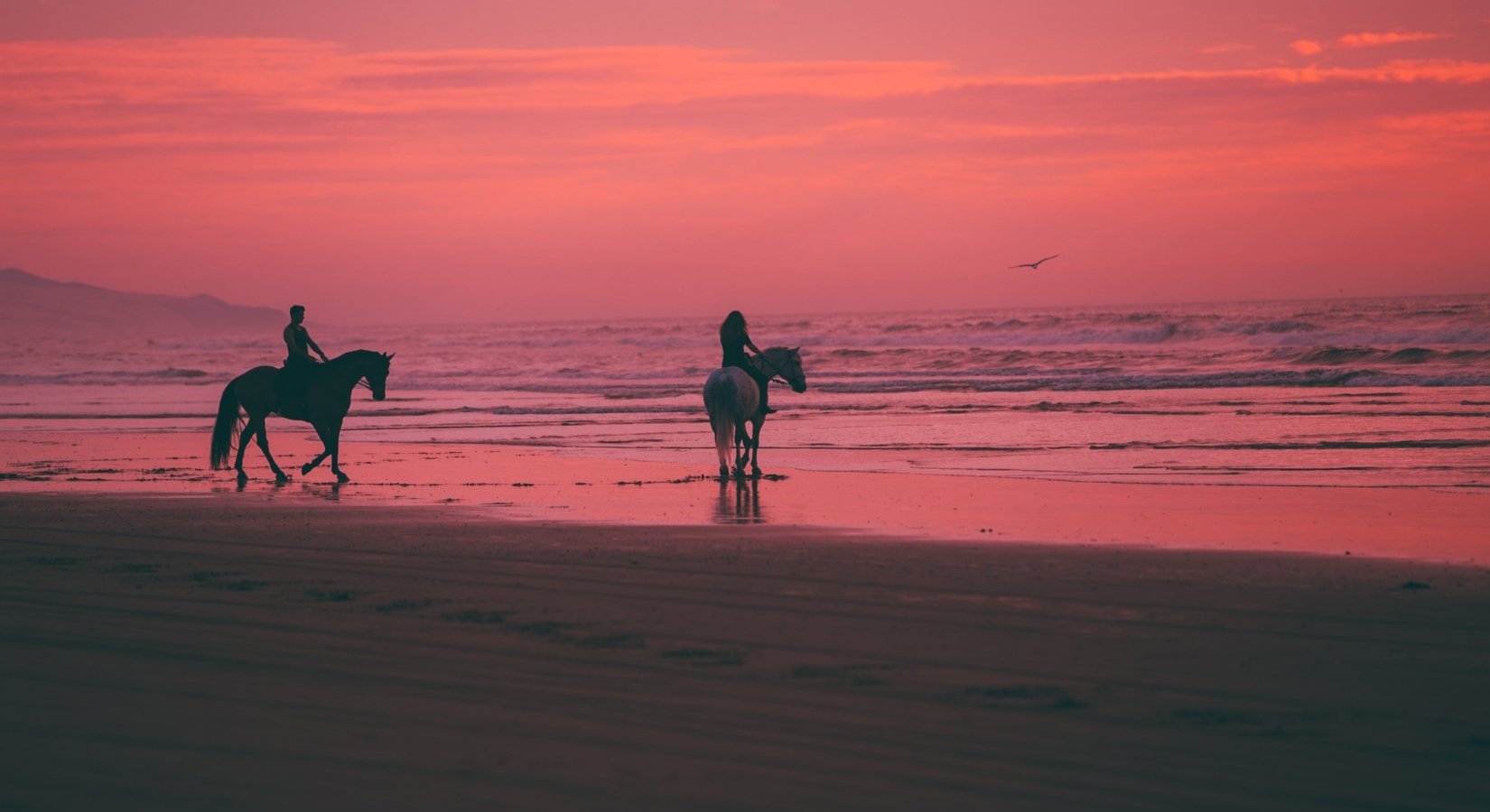 Ride the Wave of Hydration with our New "Ocean Hydration" Horse Shampoo - Horse Cleaning Masters Of Shampoos ™