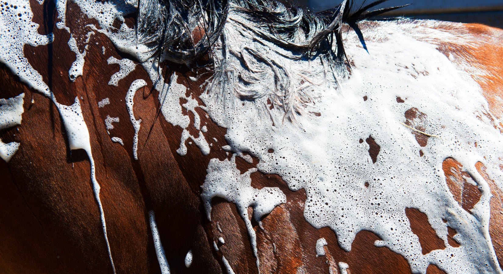 The Magic of Horse Shampoo: Unleashing Your Horse's True Shine - Horse Cleaning Masters Of Shampoos ™