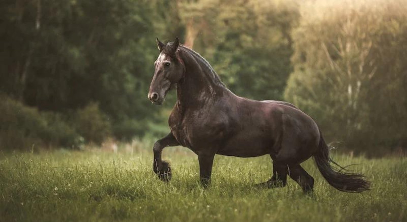 What Is The Reason That Most Male Horses Are Called 'Stallions' ? - Horse Cleaning Masters Of Shampoos ™