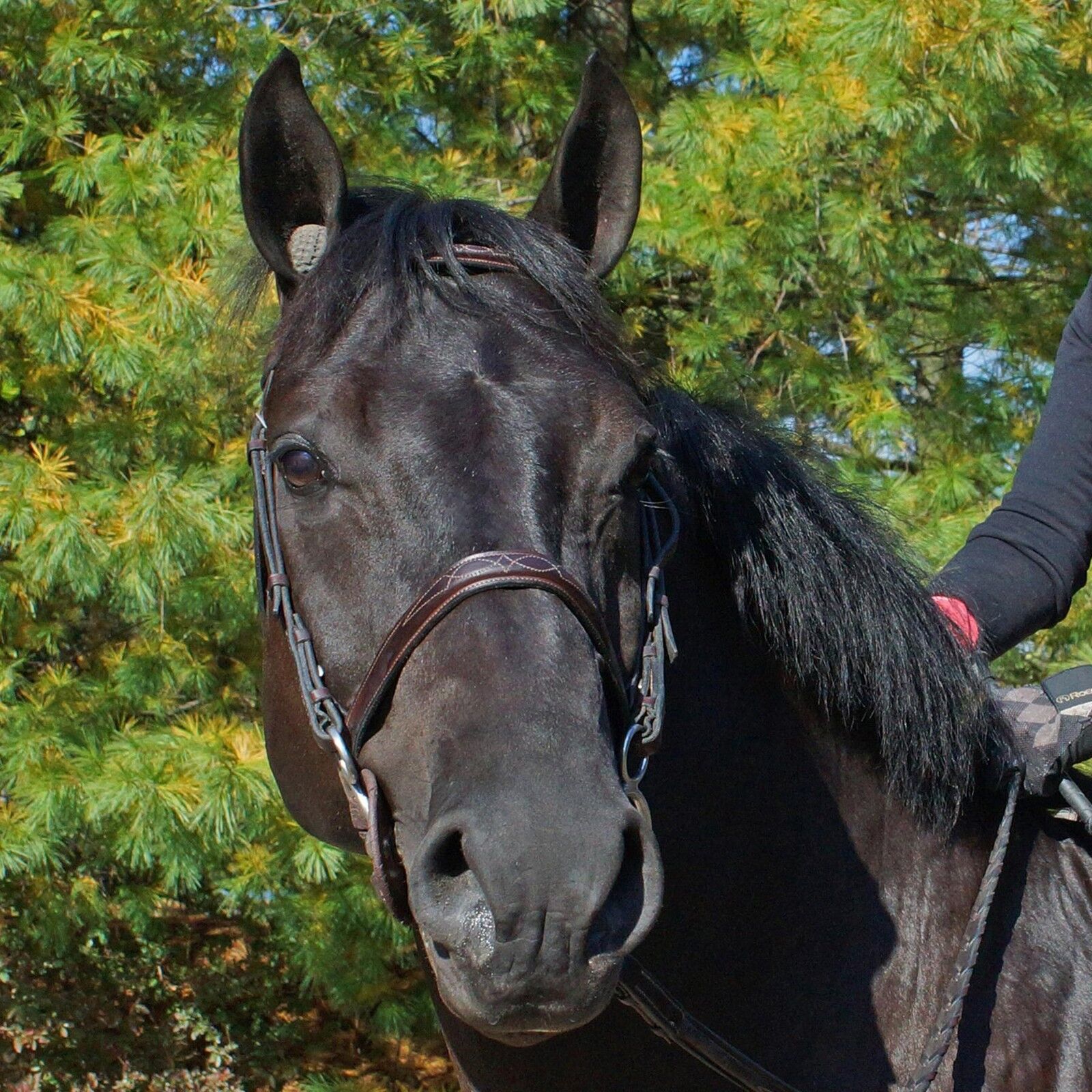 LeMieux Pomms Foam Ear Plugs - Horse Cleaning Masters Of Shampoos ™