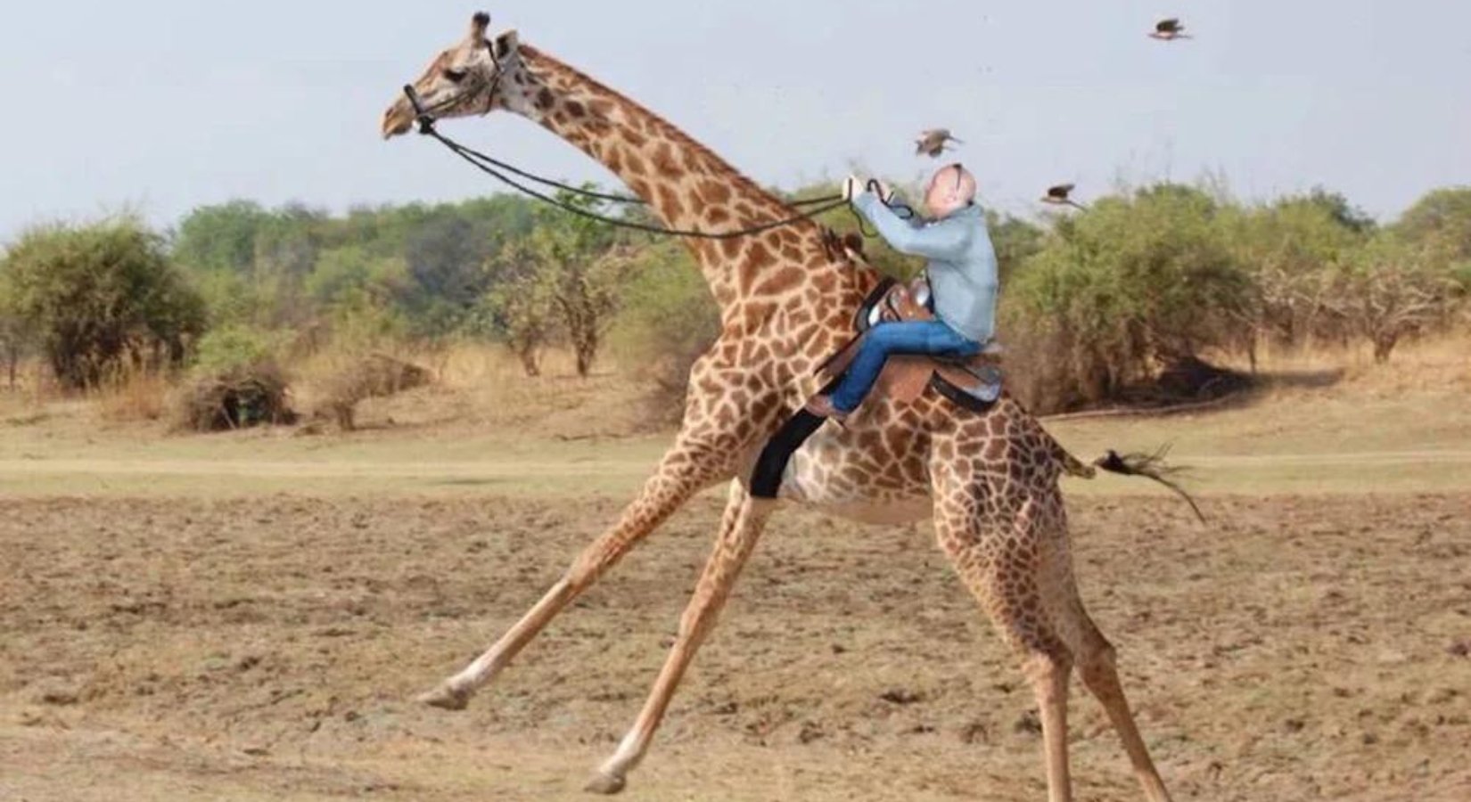 Do People Ride Giraffes? If So, Do They Use Saddles? - Horse Cleaning Masters Of Shampoos ™