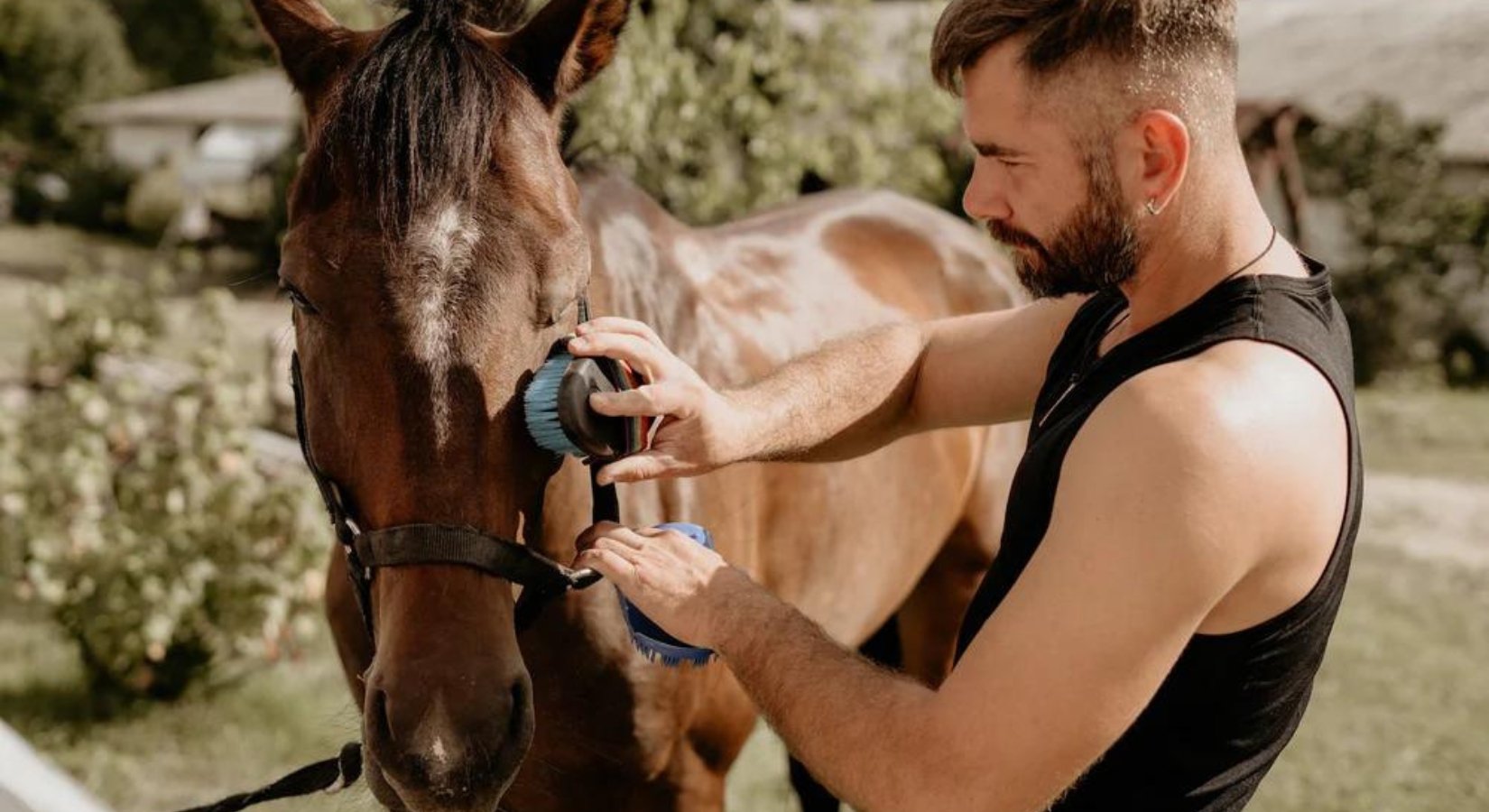 Elevate Your Equine Care with the Complete Range of HAAS Horse Grooming Brushes - Horse Cleaning Masters Of Shampoos ™