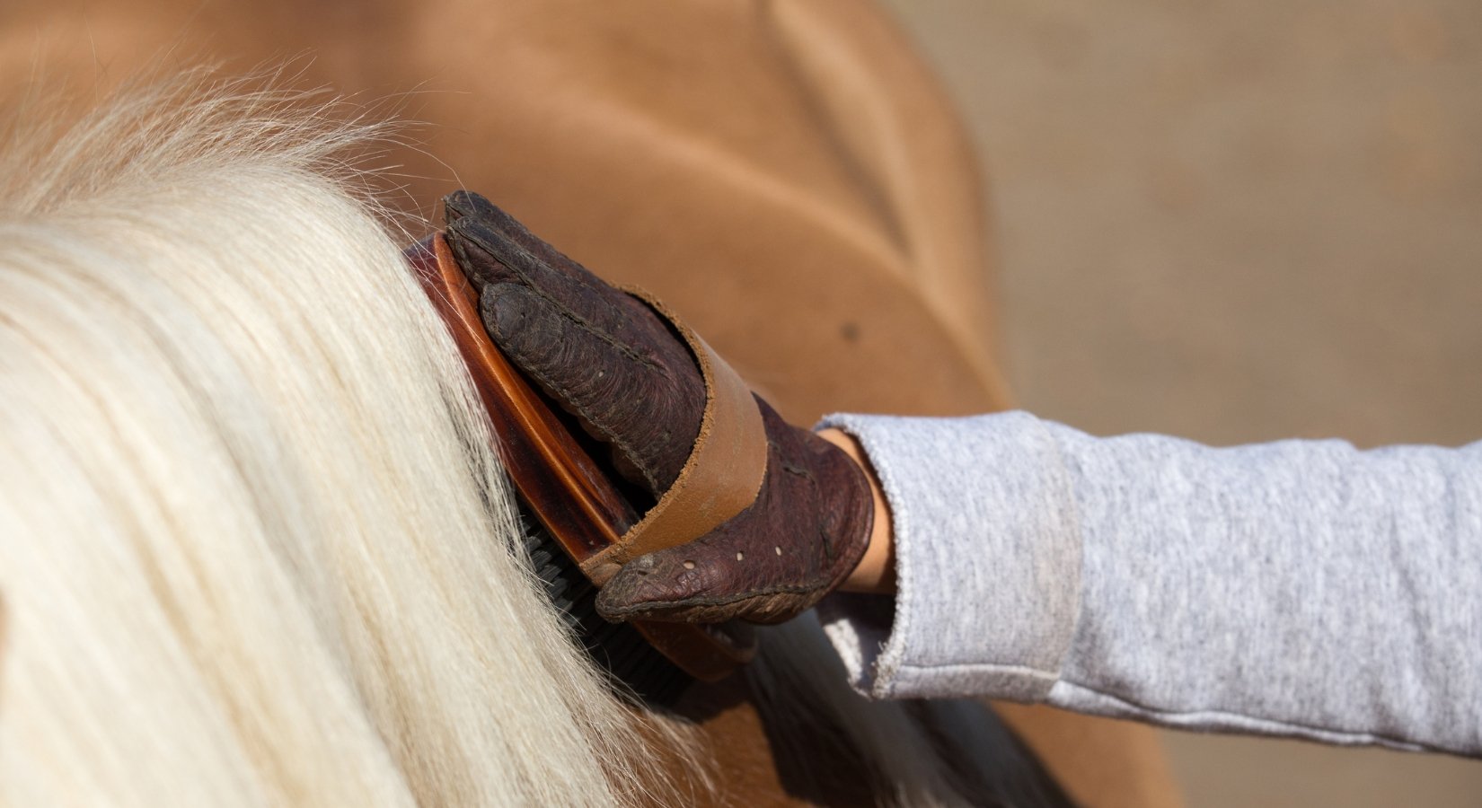 The Importance of Horse Grooming for Rider Safety - Horse Cleaning Masters Of Shampoos ™