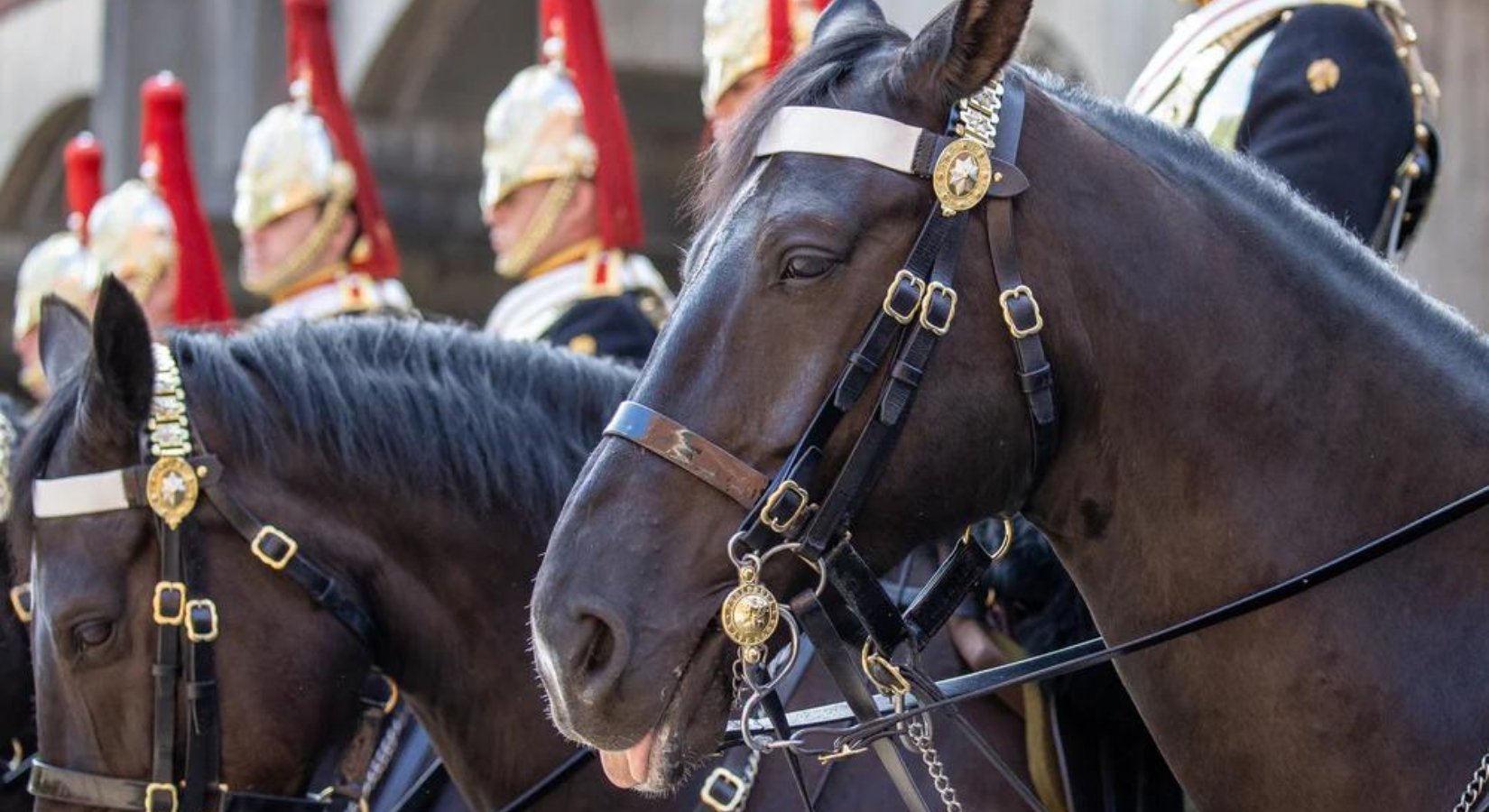 What Breed Of Horses Do The Household Cavalry Use? - Horse Cleaning Masters Of Shampoos ™