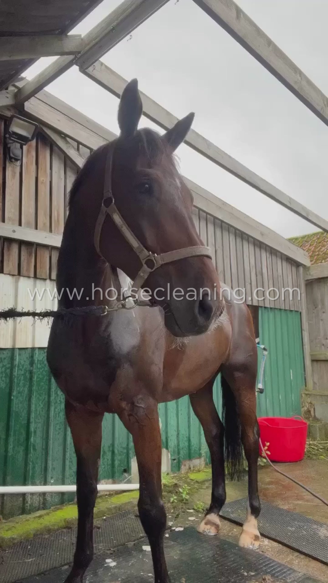 Tropical Glow Horse Shampoo - Horse Cleaning Masters Of Shampoos ™