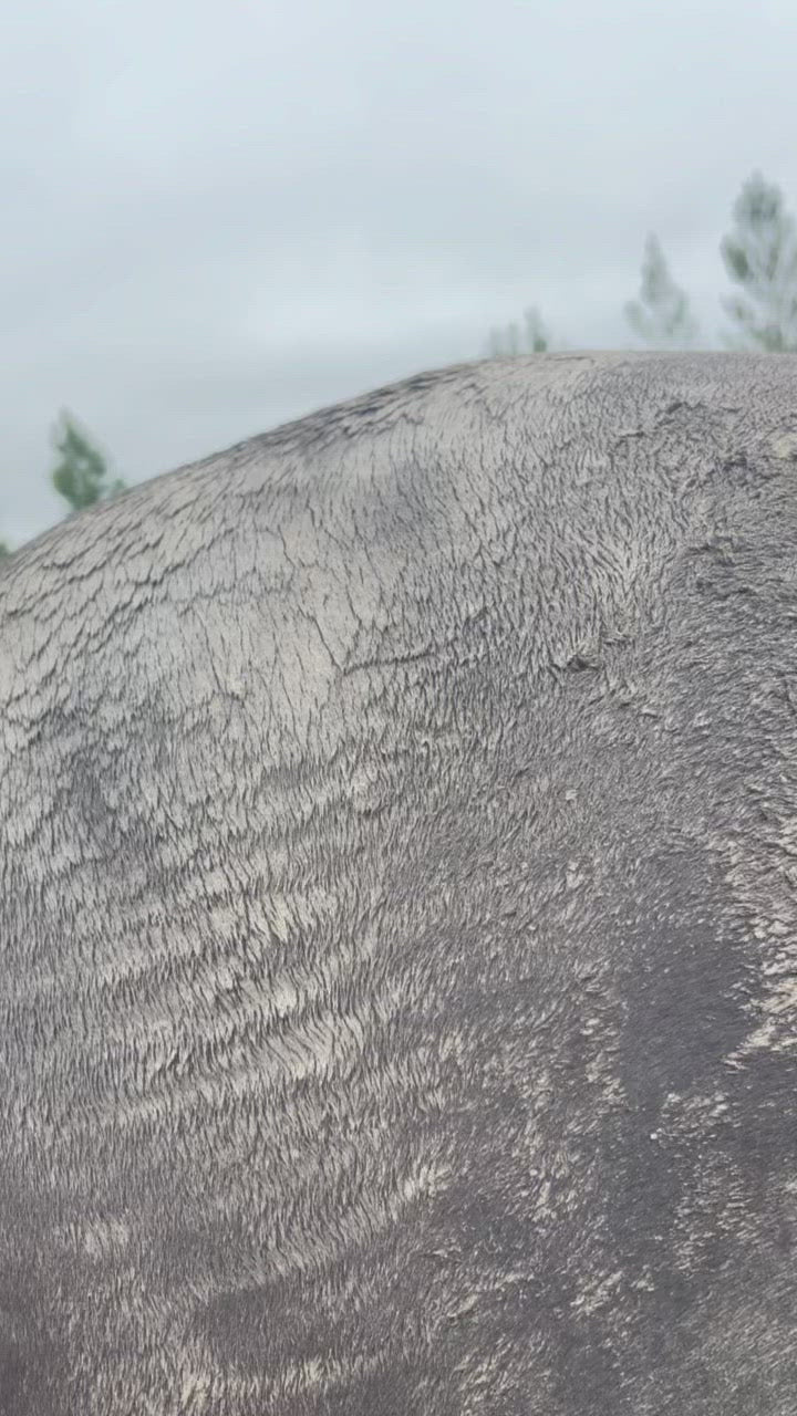 Black Magic Horse Grooming Brush - Video Credit Laura Burrell