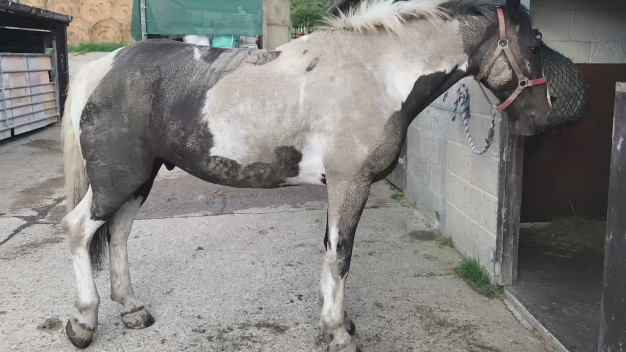 Whitening Horse Shampoo - Horse Cleaning Masters Of Shampoos ™
