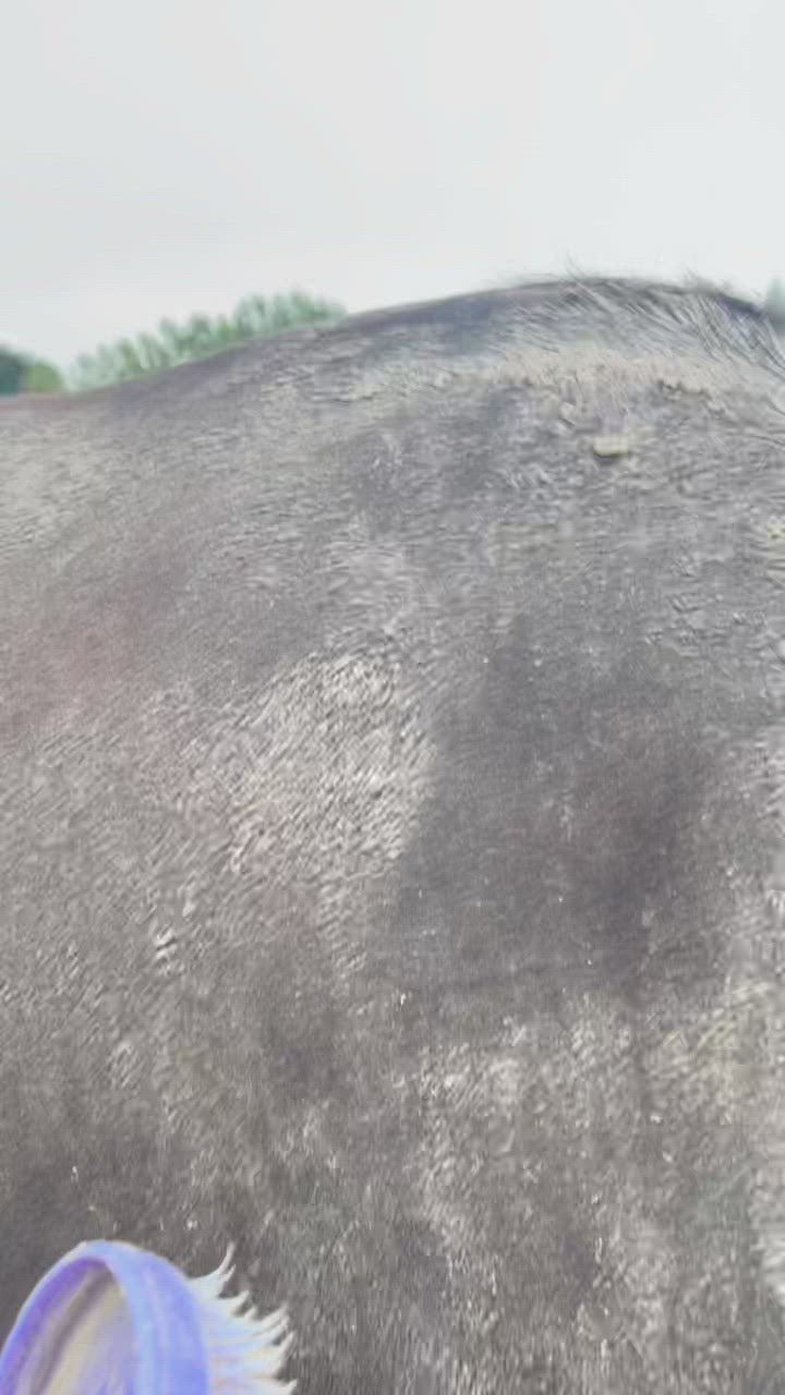 Black Magic Horse Grooming Brush - Video Credit Laura Burrell
