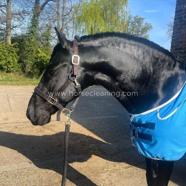 Cherry Almond Horse Shampoo - Horse Cleaning Masters Of Shampoos ™
