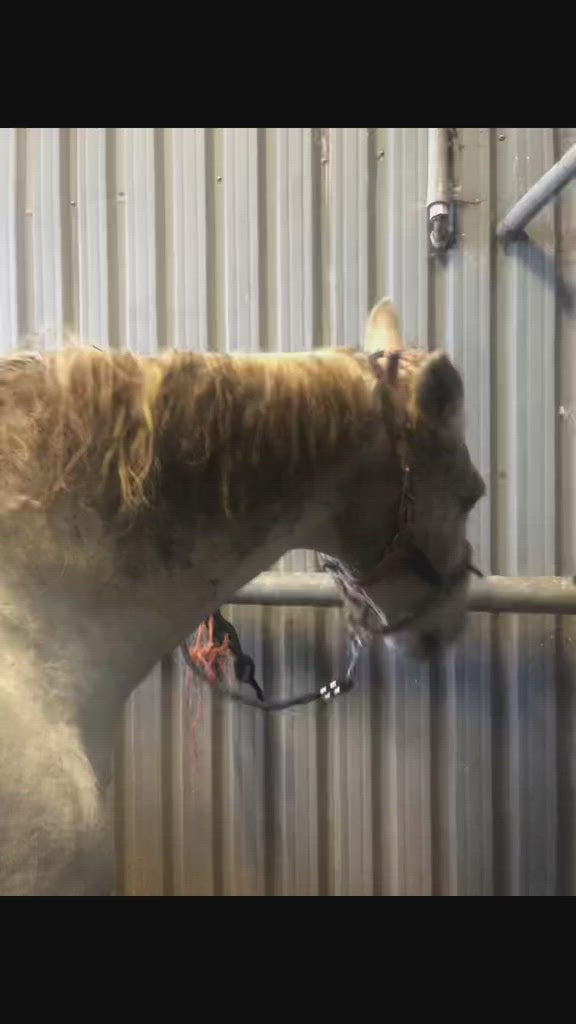 Whitening Horse Shampoo - Horse Cleaning Masters Of Shampoos ™