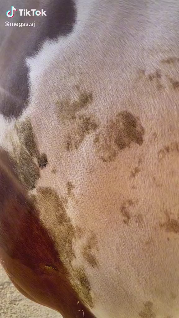 Whitening Horse Shampoo - Horse Cleaning Masters Of Shampoos ™