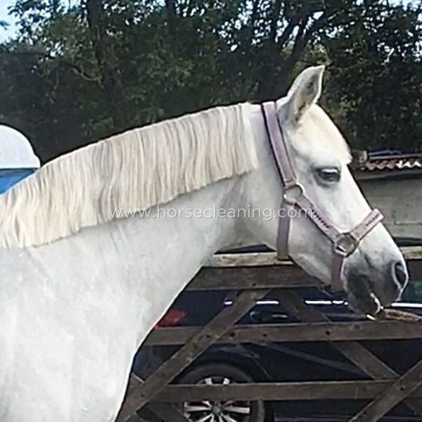 Horse Mane And Tail Detangler - Horse Cleaning Masters Of Shampoos ™