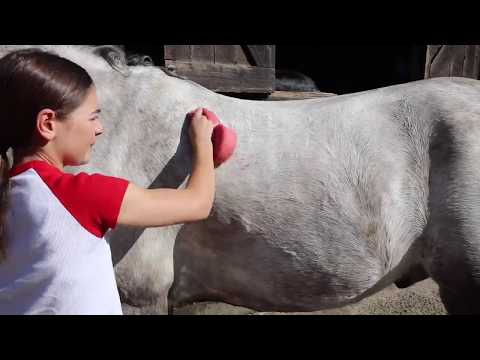 Horse Cleaning Apple Horse Shampoo 500ML