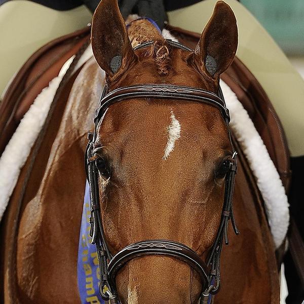 LeMieux Pomms Foam Ear Plugs - Horse Cleaning Masters Of Shampoos ™