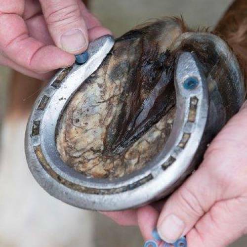 LeMieux Rubber Horse Shoe Stud Hole Plugs - Horse Cleaning Masters Of Shampoos ™