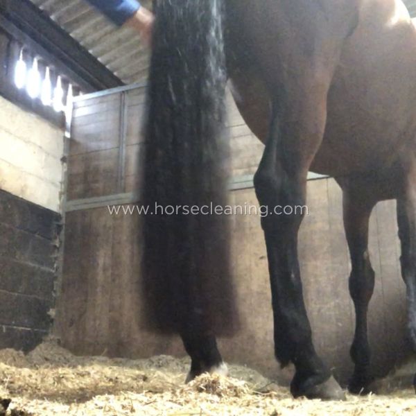 Lime Horse Shampoo Conditioner - Horse Cleaning Masters Of Shampoos ™