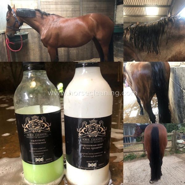Mane And Tail Horse Shampoo - Horse Cleaning Masters Of Shampoos ™