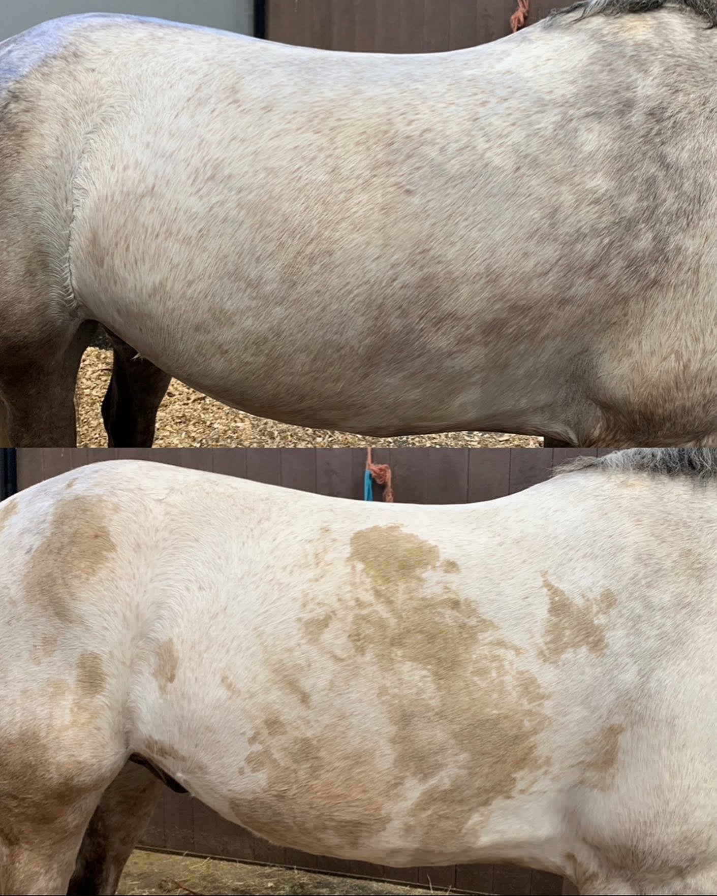 Whitening Horse Shampoo - Horse Cleaning Masters Of Shampoos ™