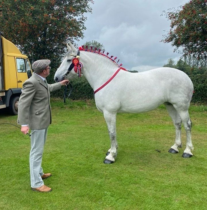 Whitening Horse Shampoo - Horse Cleaning Masters Of Shampoos ™