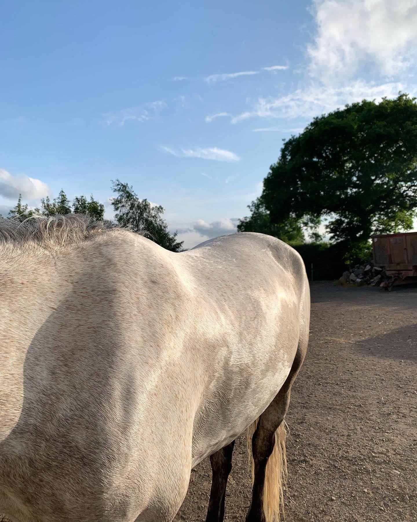 Whitening Horse Shampoo - Horse Cleaning Masters Of Shampoos ™