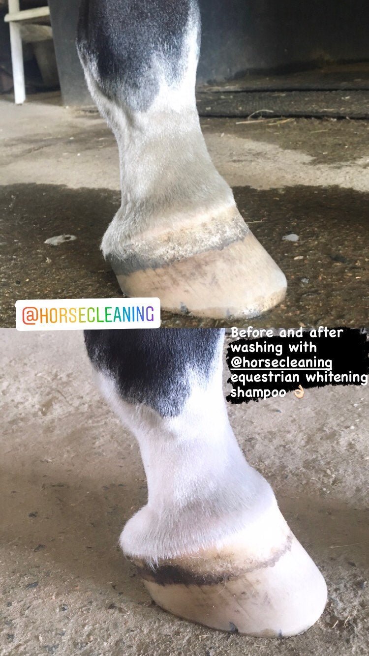 Whitening Horse Shampoo - Horse Cleaning Masters Of Shampoos ™