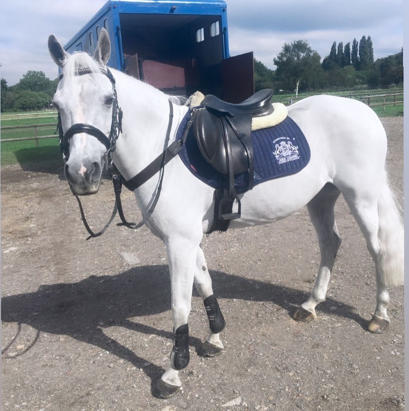 Whitening Horse Shampoo - Horse Cleaning Masters Of Shampoos ™
