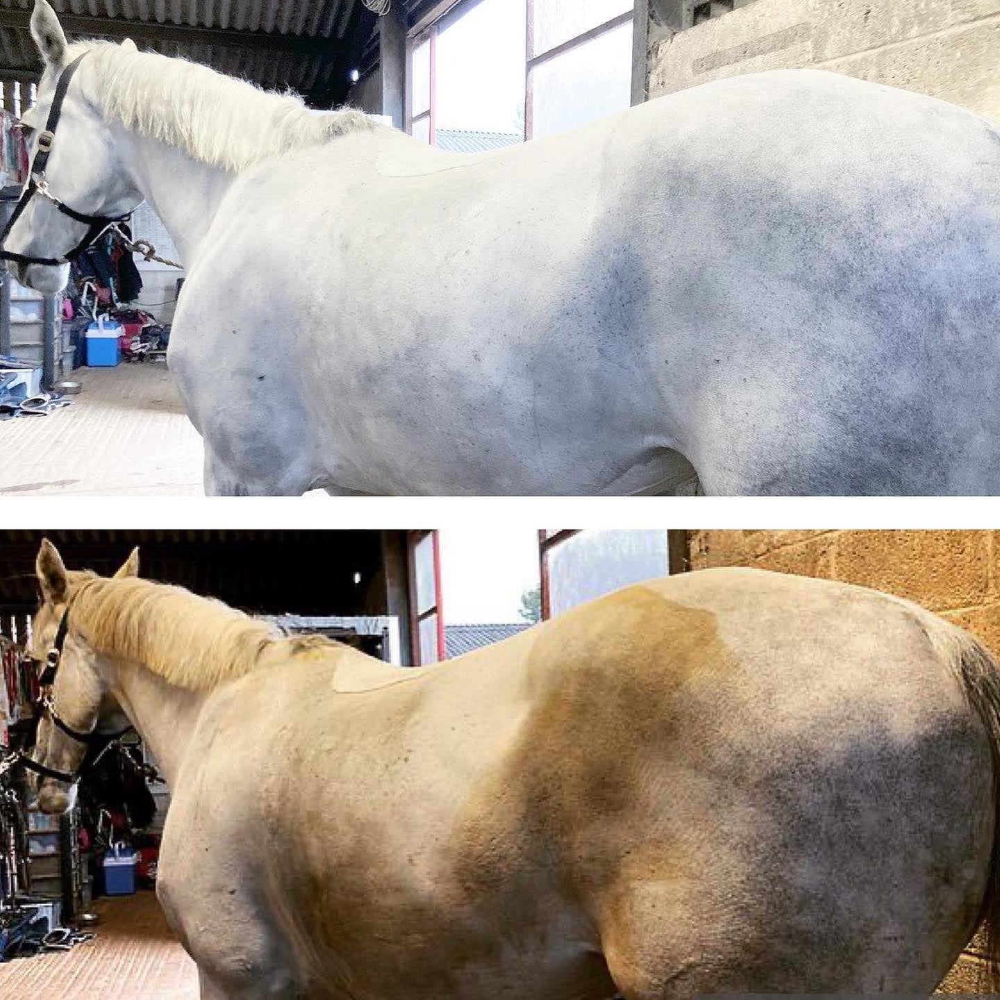 Whitening Horse Shampoo - Horse Cleaning Masters Of Shampoos ™
