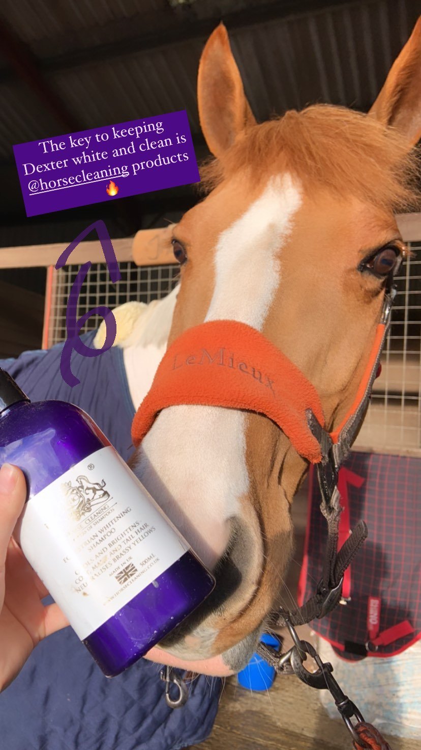 Whitening Horse Shampoo - Horse Cleaning Masters Of Shampoos ™