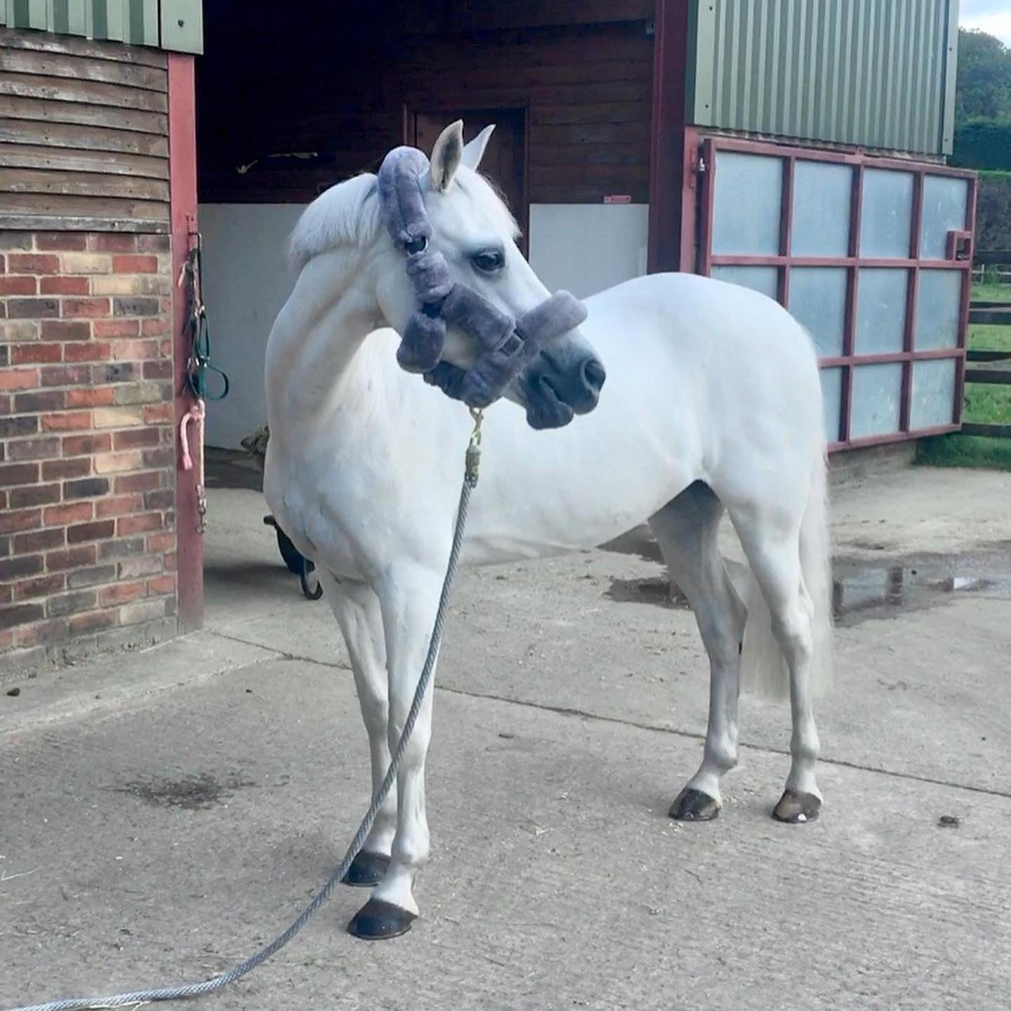 Whitening Horse Shampoo - Horse Cleaning Masters Of Shampoos ™