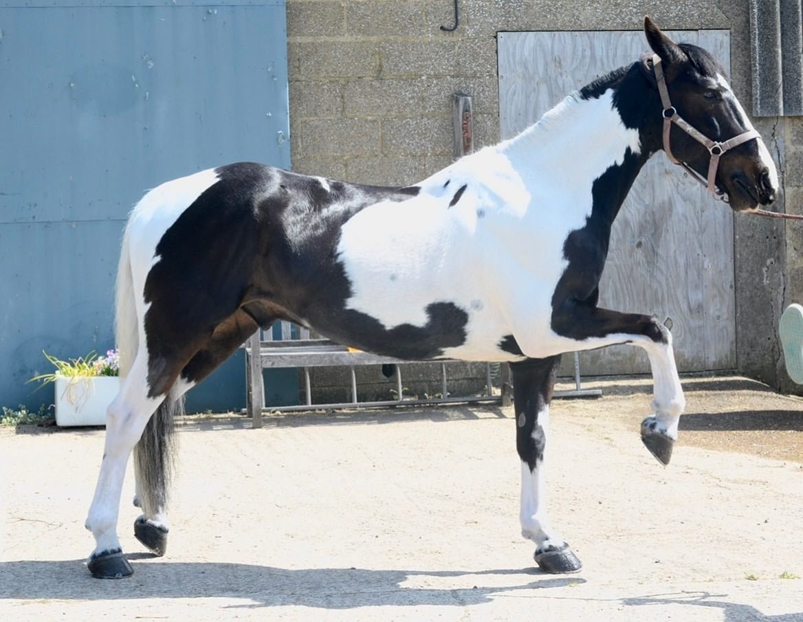 Whitening Horse Shampoo - Horse Cleaning Masters Of Shampoos ™