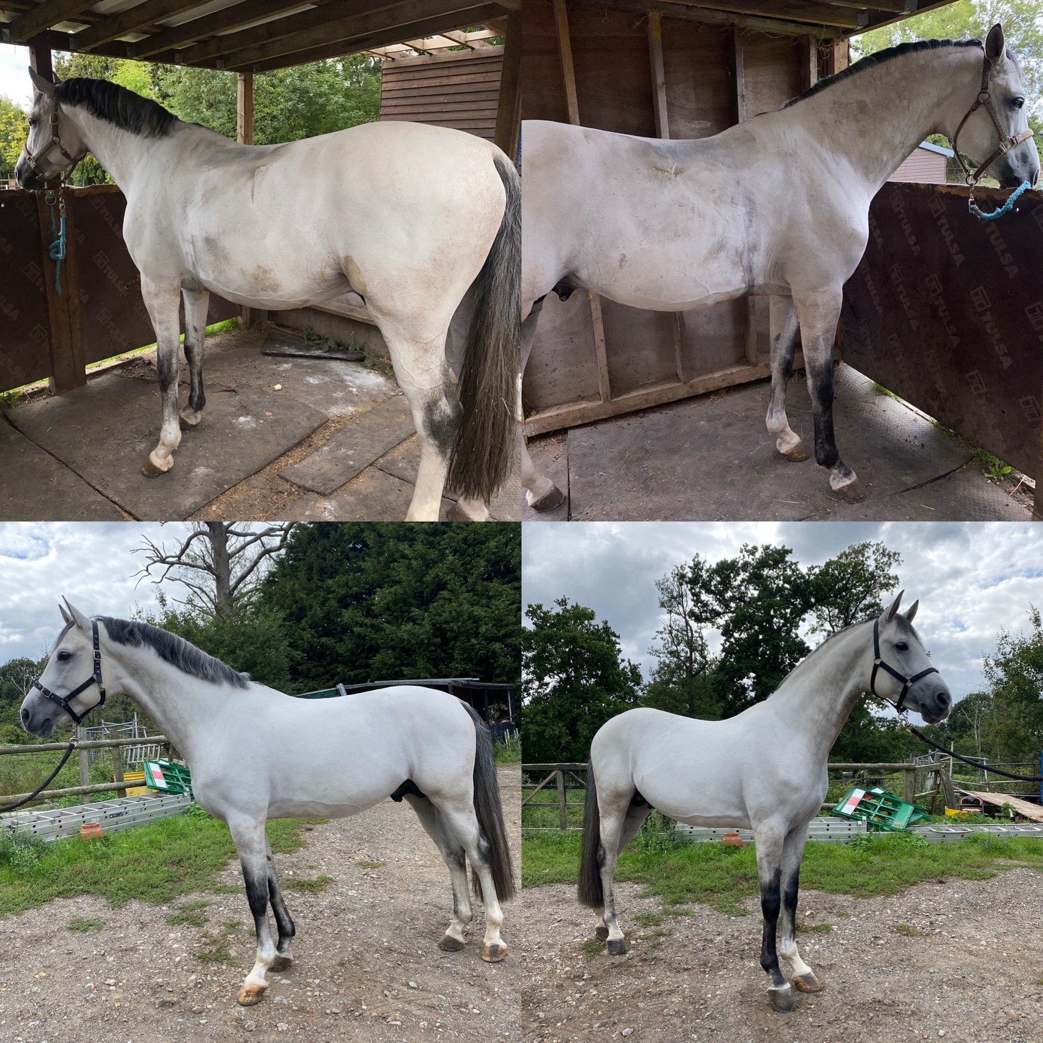 Whitening Horse Shampoo - Horse Cleaning Masters Of Shampoos ™