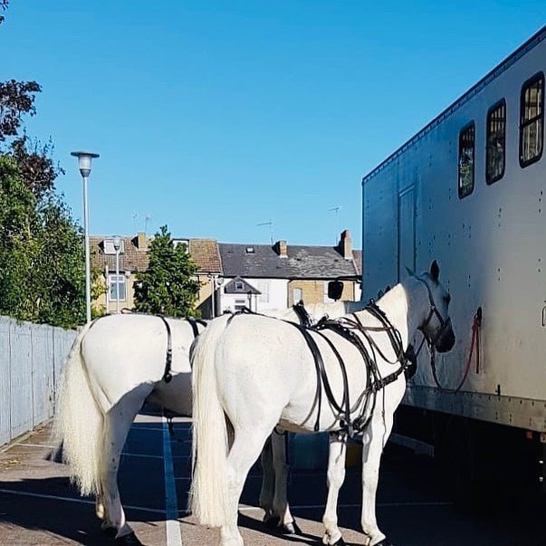 Whitening Horse Shampoo - Horse Cleaning Masters Of Shampoos ™